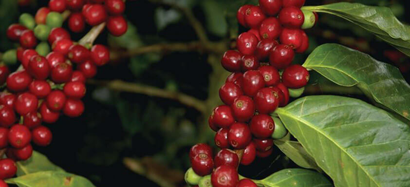 Dica Técnica pós colheita do café