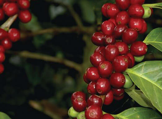 Dica Técnica pós colheita do café