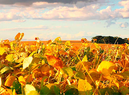 Doenças de final de ciclo da soja são grandes ameaças à produtividade