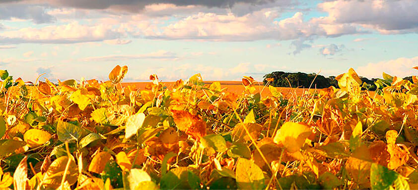 Doenças de final de ciclo da soja são grandes ameaças à produtividade