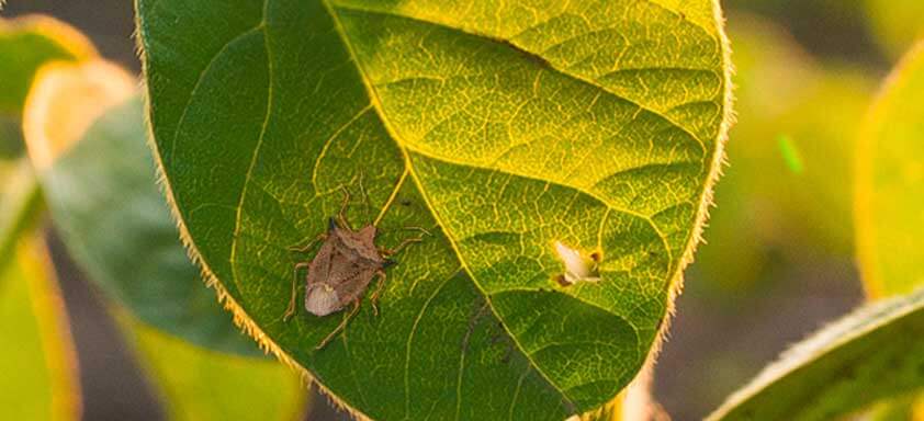 Conheça os percevejos da soja e controle-os com choque imediato e residual prolongado 