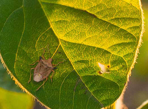 Conheça os percevejos da soja e controle-os com choque imediato e residual prolongado 