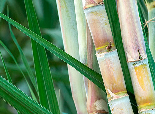 Herbicida para cana: escolha correta é fundamental
