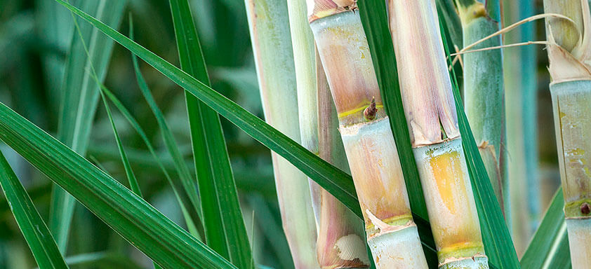 Herbicida para cana: escolha correta é fundamental