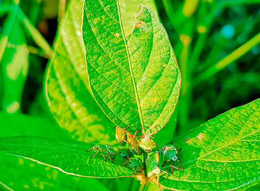 Escolha do inseticida apropriado é determinante para o sucesso no manejo do percevejo