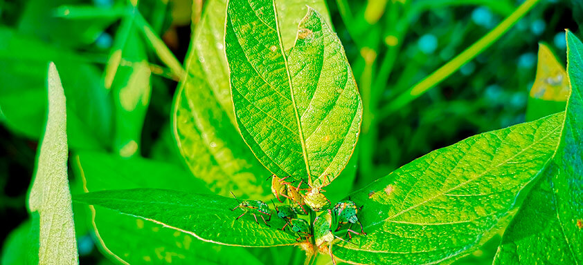 Escolha do inseticida apropriado é determinante para o sucesso no manejo do percevejo