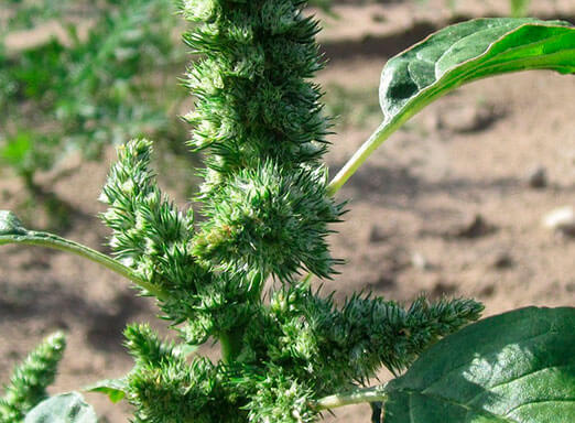 Especialistas alertam para a resistência do Caruru-roxo no sul do país