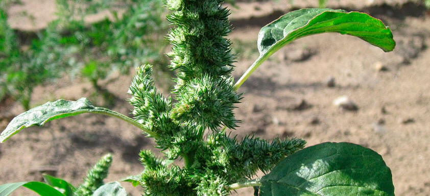 Especialistas alertam para a resistência do Caruru-roxo no sul do país