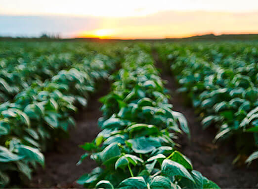 Feijão, a cultura que engorda o agro