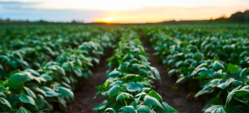 Feijão, a cultura que engorda o agro