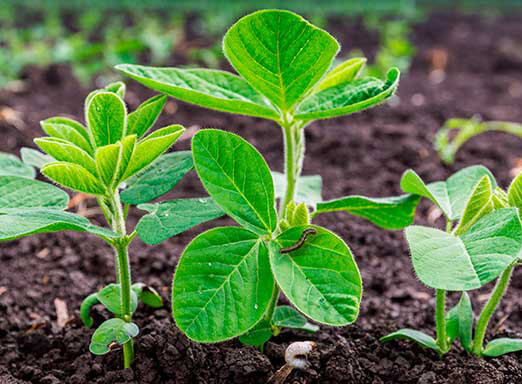 Como proteger sua lavoura de soja do ataque de pragas iniciais
