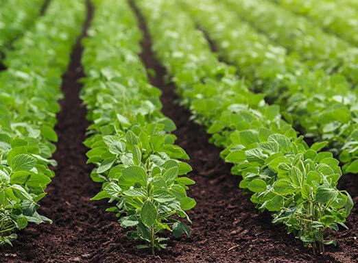 Conheça os 10 princípios do Manejo Consciente e obtenha mais produtividade em sua lavoura