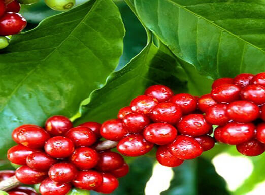 Café: a bebida mais apreciada pelos brasileiros e pelo mundo 