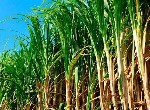 Infestação da broca da cana-de-açúcar pode se intensificar devido ao clima