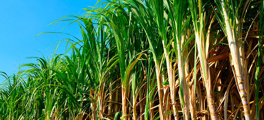 Infestação da broca da cana-de-açúcar pode se intensificar devido ao clima