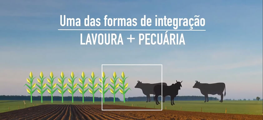 [Integração lavoura + pecuária] O consórcio milho-braquiária contribui com esse processo?