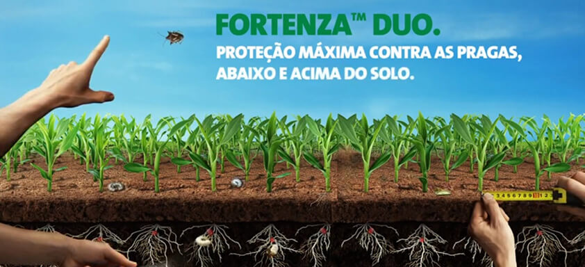 Lagartas-do-cartucho no milho: o mais poderoso tratamento de sementes inseticida em ação!