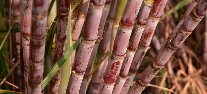 Manejo de plantas daninhas no canavial exige uso de herbicida seletivo e seguro