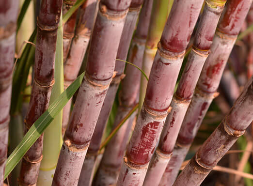 Manejo de plantas daninhas no canavial exige uso de herbicida seletivo e seguro
