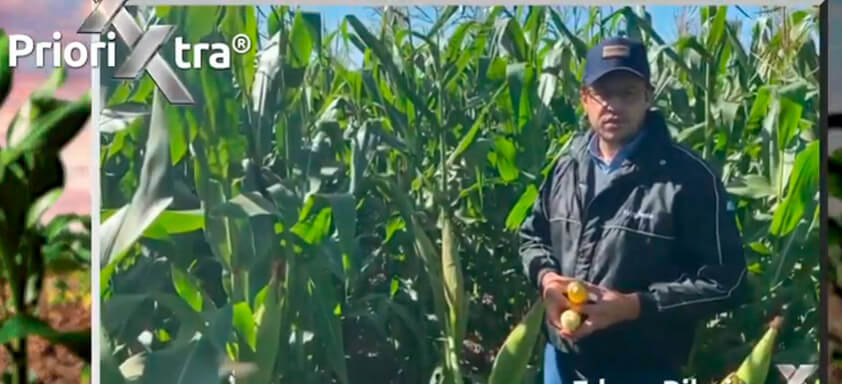 Melhor sanidade na lavoura de milho! Assista e confira