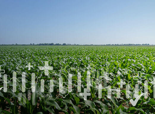 Milho NK: contribuindo com a produtividade da safra