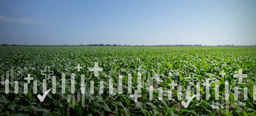 Milho NK: contribuindo com a produtividade da safra