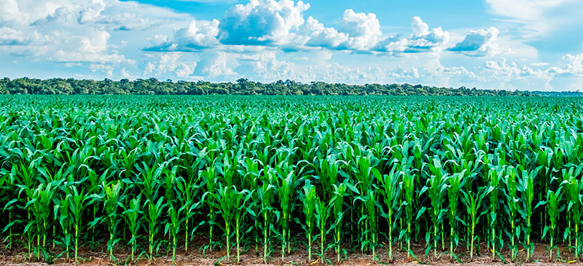 A importância de controlar as ameaças em todo o ciclo do milho