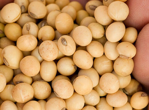 Momento crucial para a soja em Ijuí e região