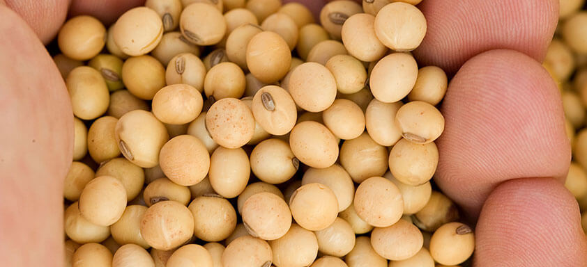 Momento crucial para a soja em Ijuí e região