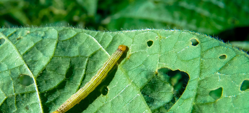Monitoramento da lavoura e aplicação de defensivos são ações cruciais para controle de lagartas que atacam a soja