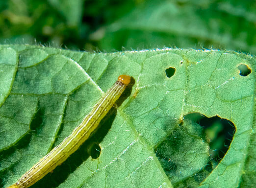 Monitoramento da lavoura e aplicação de defensivos são ações cruciais para controle de lagartas que atacam a soja