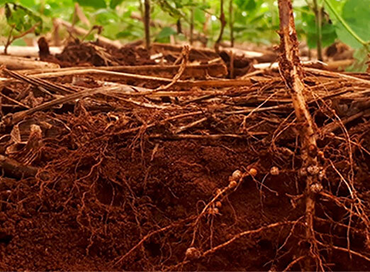 O perigo oculto dos nematoides