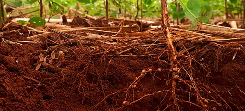 O perigo oculto dos nematoides
