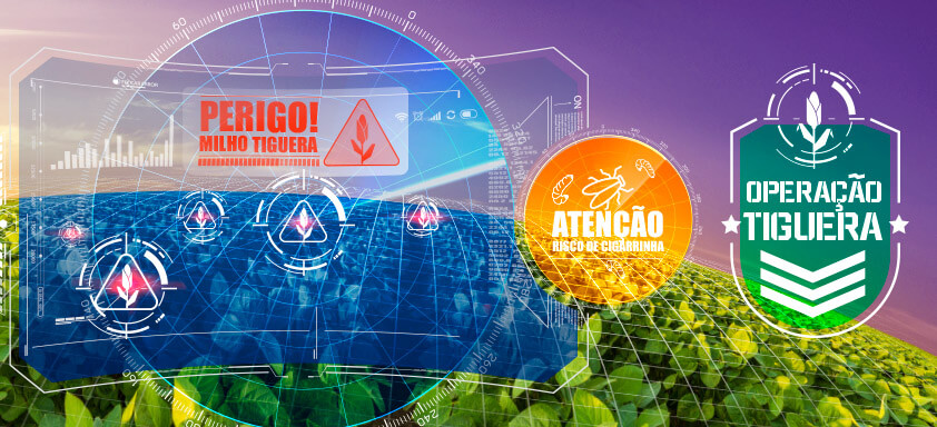 Operação Tiguera: Combate à Cigarrinha