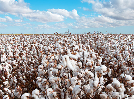 Os perigos da ramulária e do bicudo na cultura do algodão
