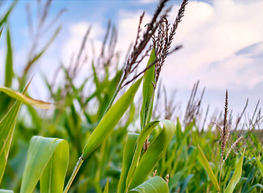 Os perigos das pragas iniciais para a cultura do milho