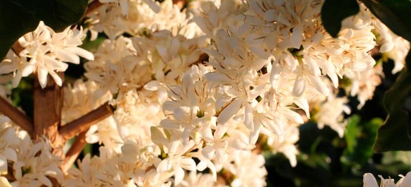 Possibilidade de chuva antes da florada do café preocupa cafeicultores mineiros