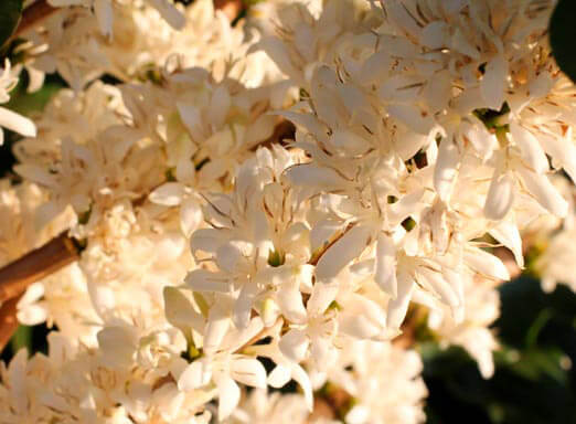 Possibilidade de chuva antes da florada do café preocupa cafeicultores mineiros