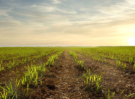 Problema no setor canavieiro: As gramíneas ainda causam sérios prejuízos aos produtores