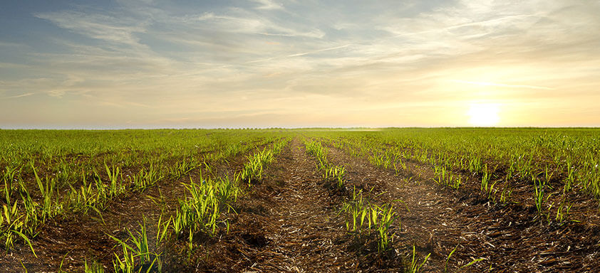 Problema no setor canavieiro: As gramíneas ainda causam sérios prejuízos aos produtores