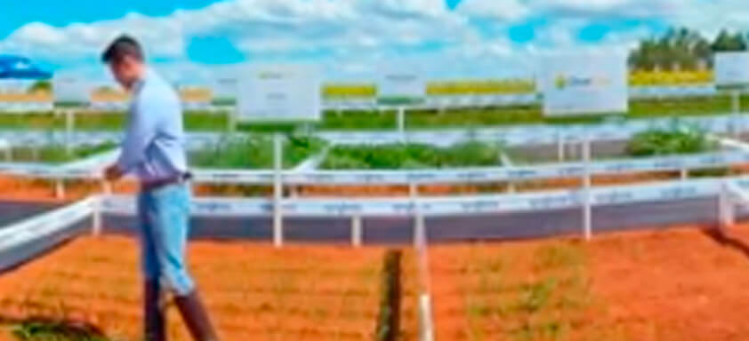 Proteja sua rentabilidade, acabe com a cigarrinha do milho