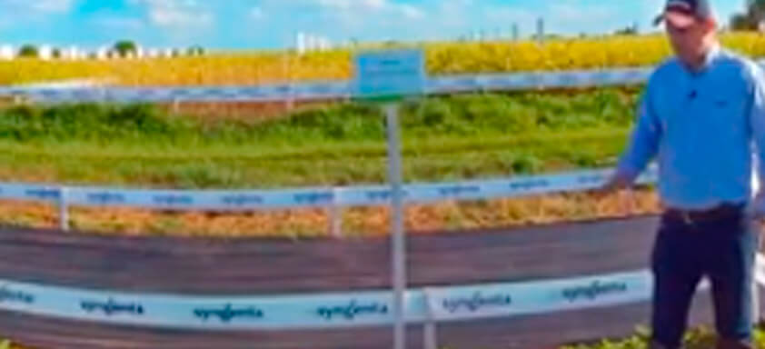 Problemas com o caruru resistente a glifosato? Confira!