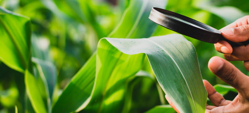 Segunda safra de milho requer planejamento para o controle eficaz de doenças 