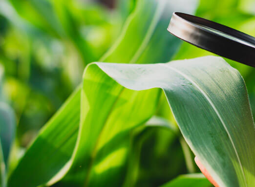 Segunda safra de milho requer planejamento para o controle eficaz de doenças 