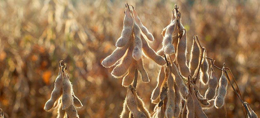 Fund. MT realiza o encontro técnico É Hora de Plantar entre 14 e 25/8