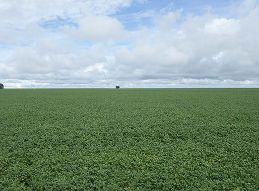 Syngenta traz laboratório interativo no stand da Showtec