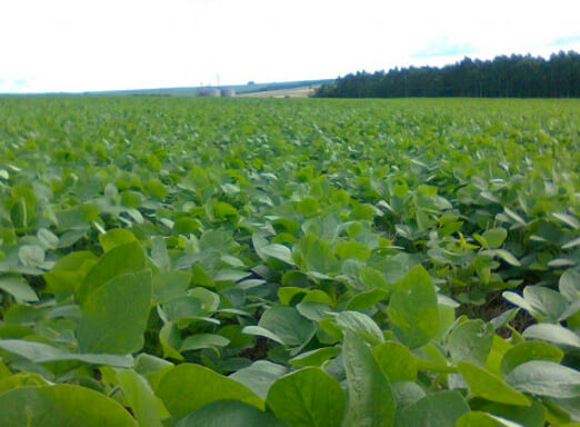 Acessa Agro, plataforma de benefícios da Syngenta, se destaca durante o BelaSafra