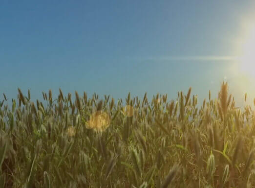 Problemas com acamamento no trigo? Então confira essa solução!