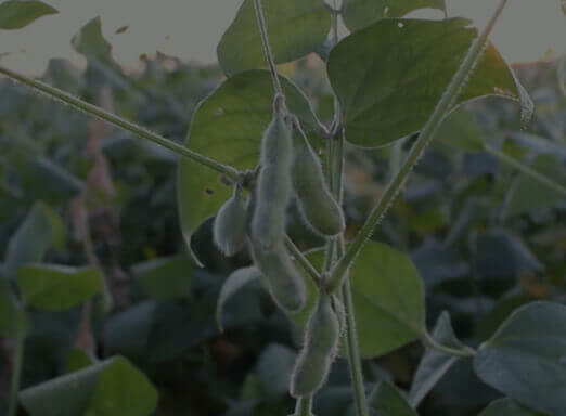 Confira quem plantou e aprovou a cultivar SYN 1687 IPRO