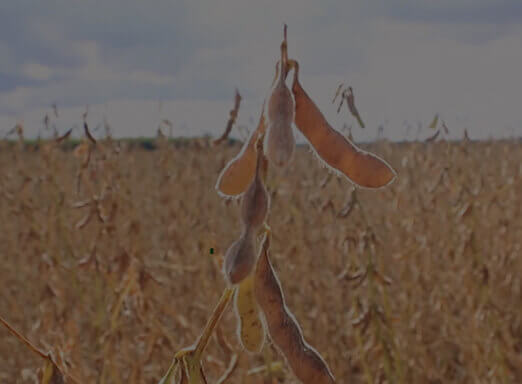 SYN 1687 IPRO, um produto completo